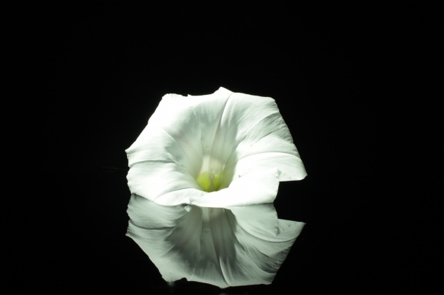 fiore bianco, riflesso in acqua