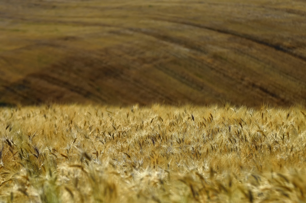Il campo di grano