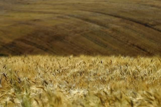 Il campo di grano