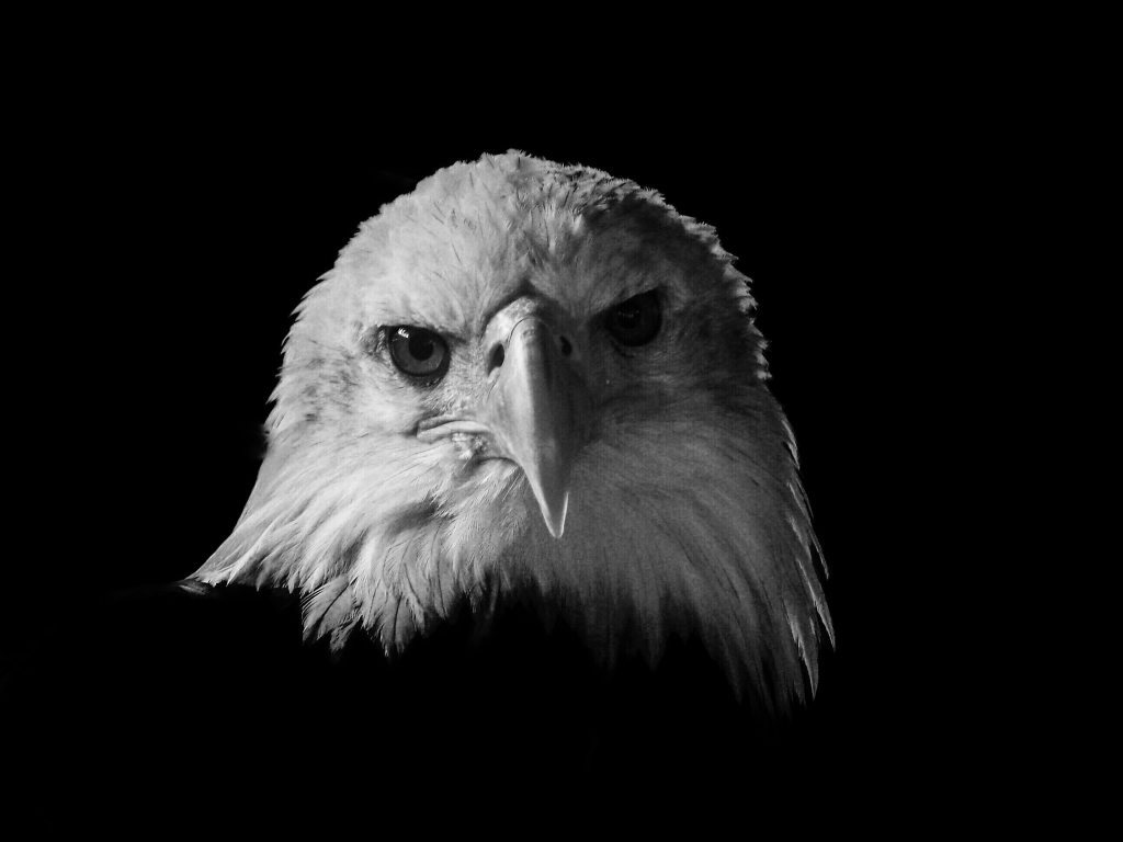 Aquila nell’oscurità