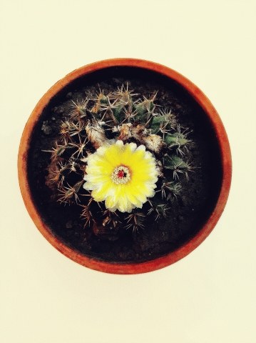 Fiore di cactus · gpgreco