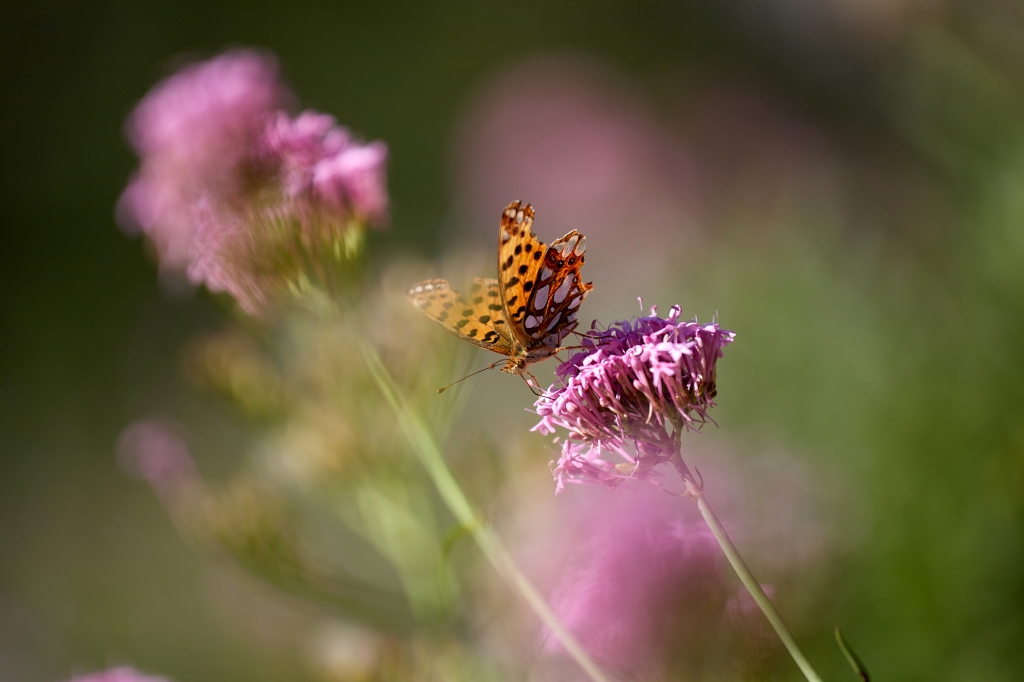 La farfalla sul fiore