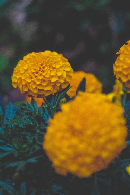 fiore palla arancione