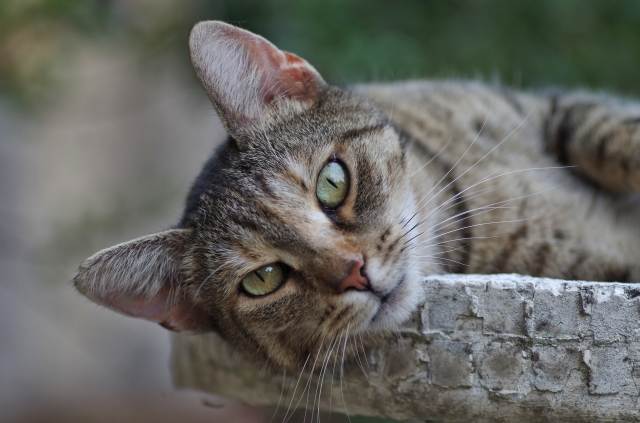 little domestic kitten portrait