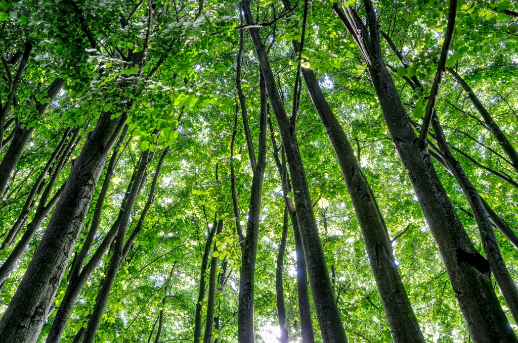 Alberi