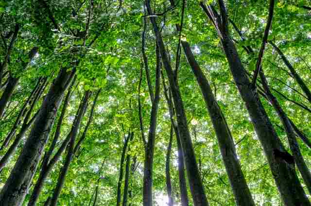 Alberi · varacallifrancesco