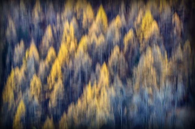 Alberi d'autunno