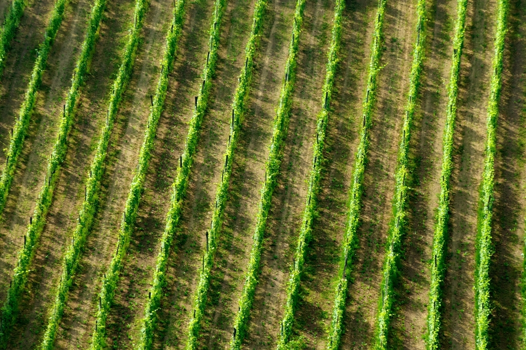 Filari di vite