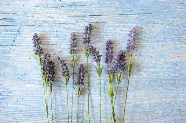 spighe di lavanda posizionate su un legno azzurro