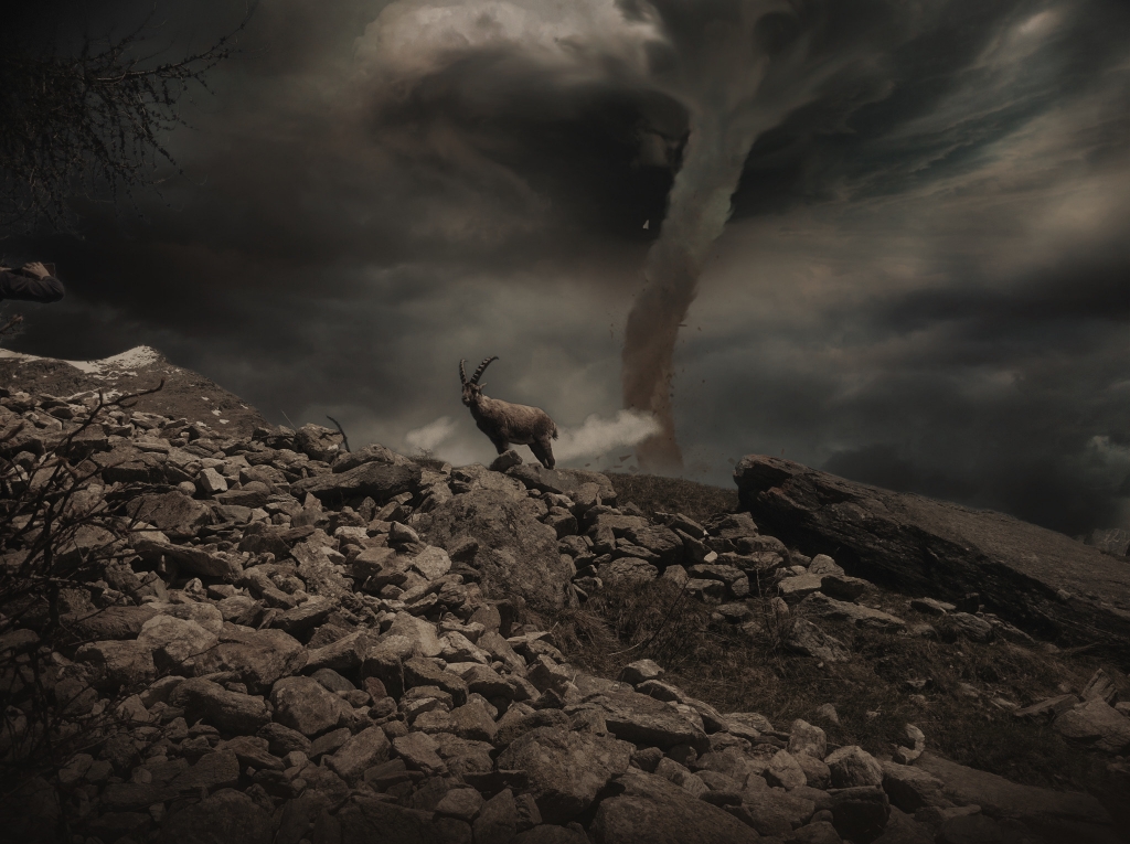 Stambecco in una tempesta