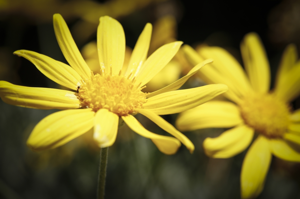Macro fotografia Floreale su tonalità gialla