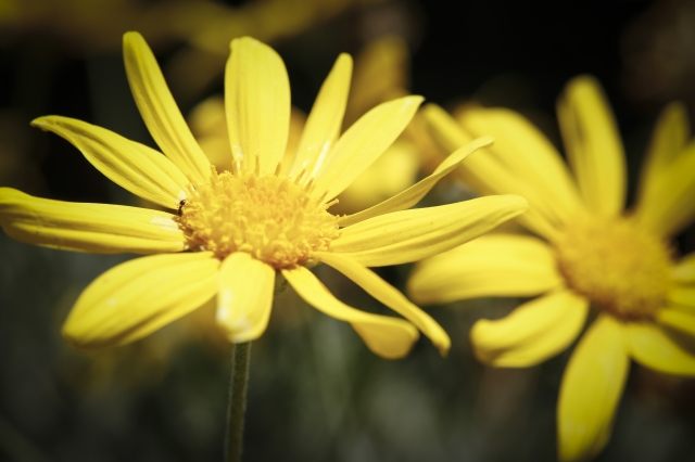 Macro fotografia Floreale su tonalità gialla