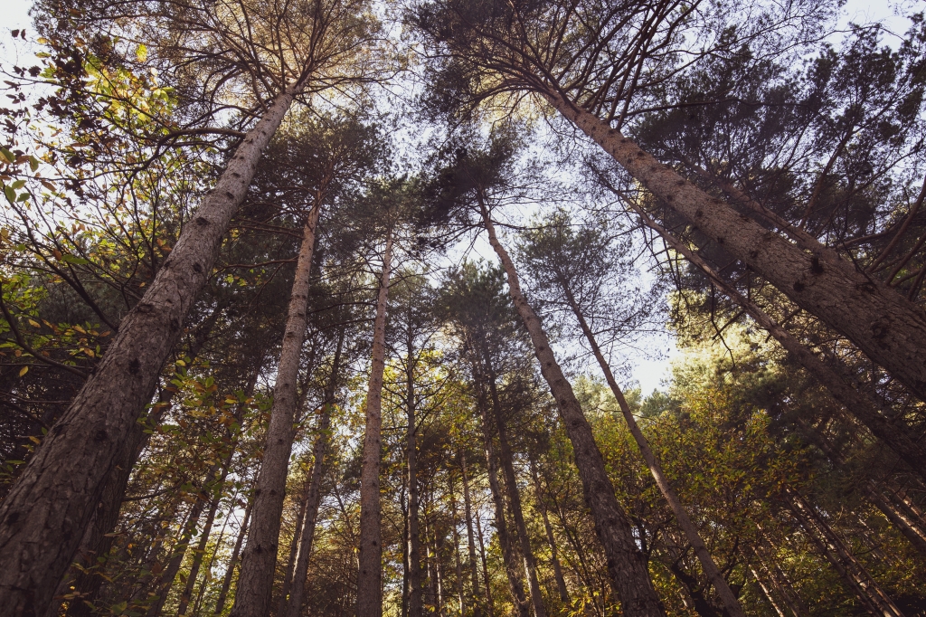 bosco con pini e vegetazione vista dal basso