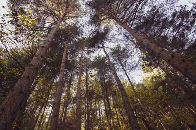 bosco con pini e vegetazione vista dal basso