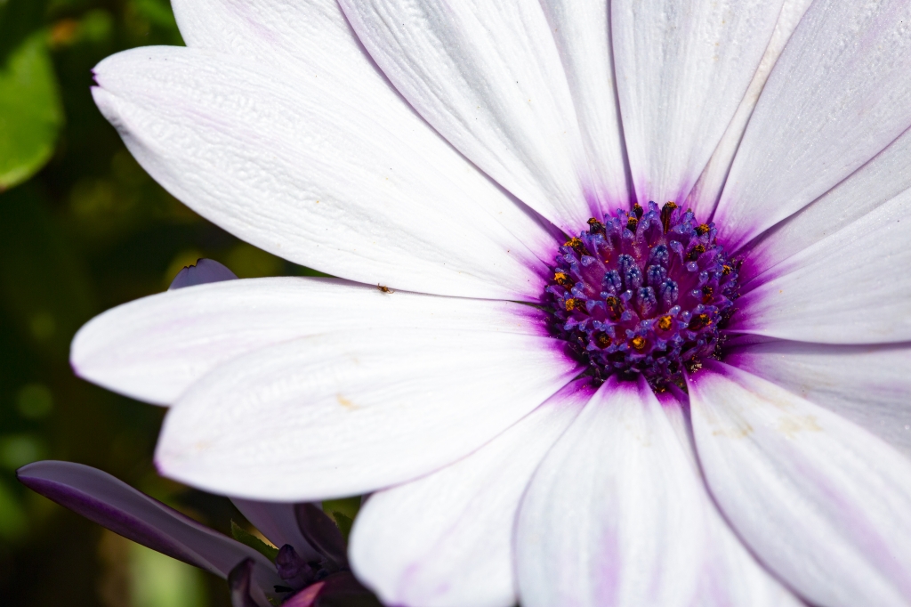 macro fotografia floreale con petali bianchi e bulbo viola