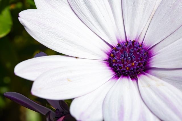 macro fotografia floreale con petali bianchi e bulbo viola