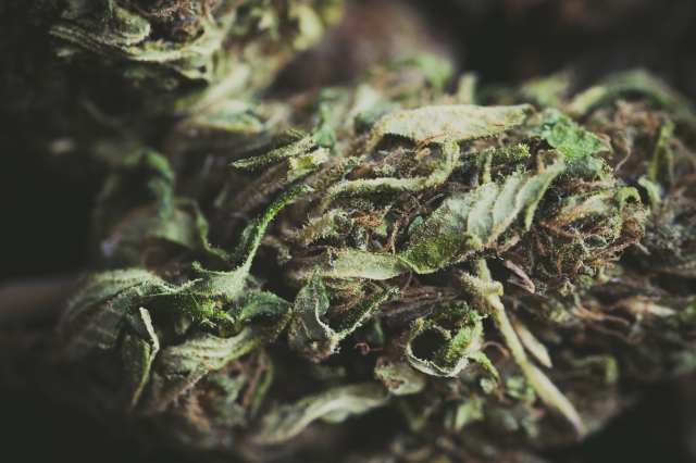 macro cime di cannabis