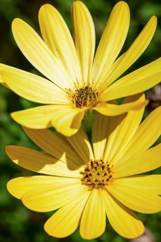 coppia di fiori gialli