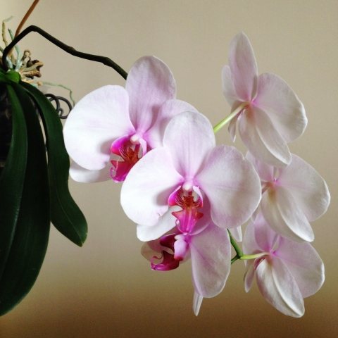 Orchidea maculata