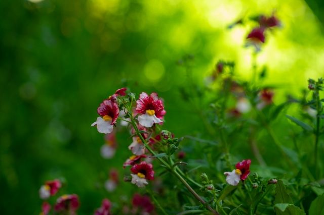 Fiori piccoli bicolore