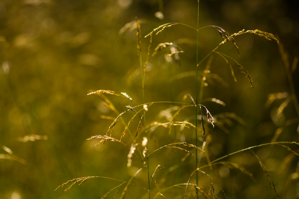 Fili di grano