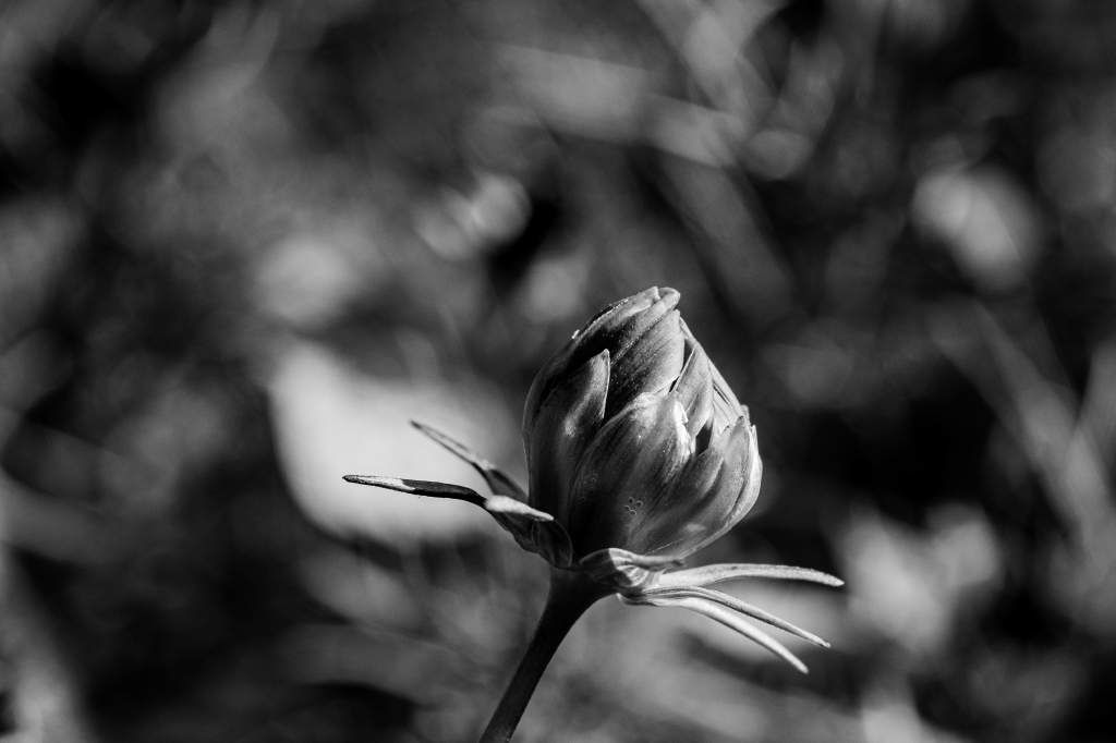 Fiore