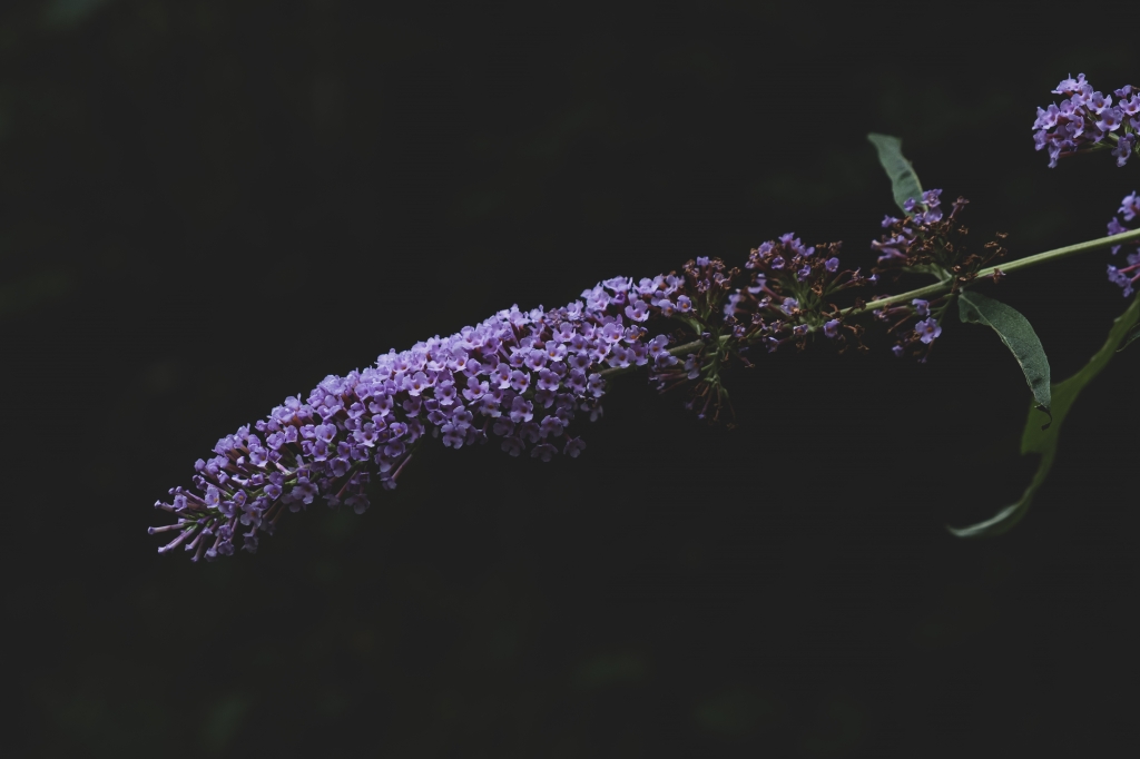 Fiore viola di montagna
