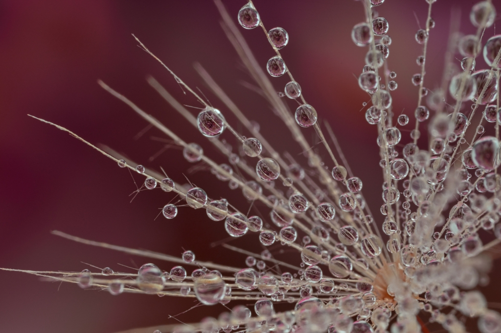 Drops reflection pink
