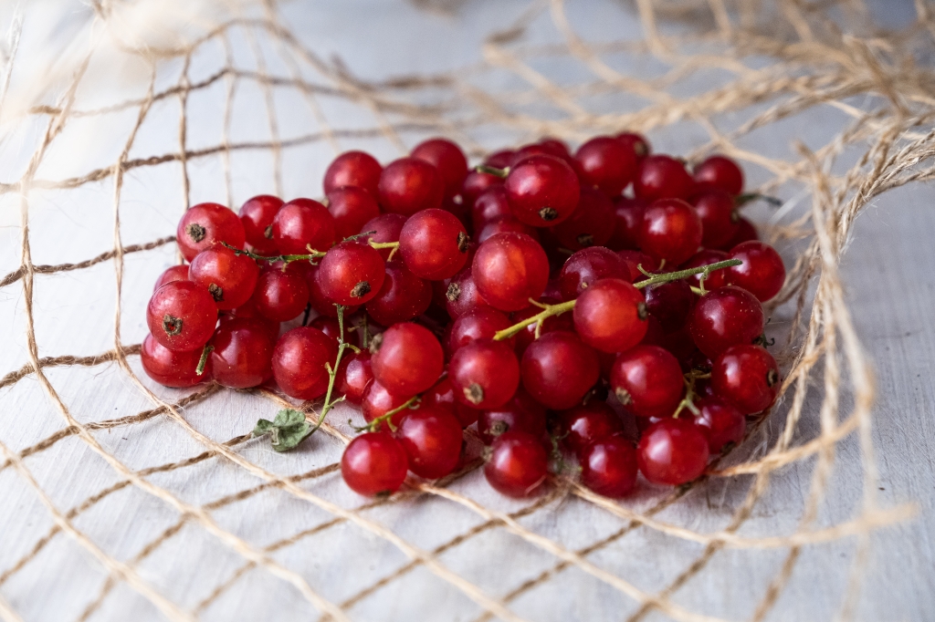 Ribes