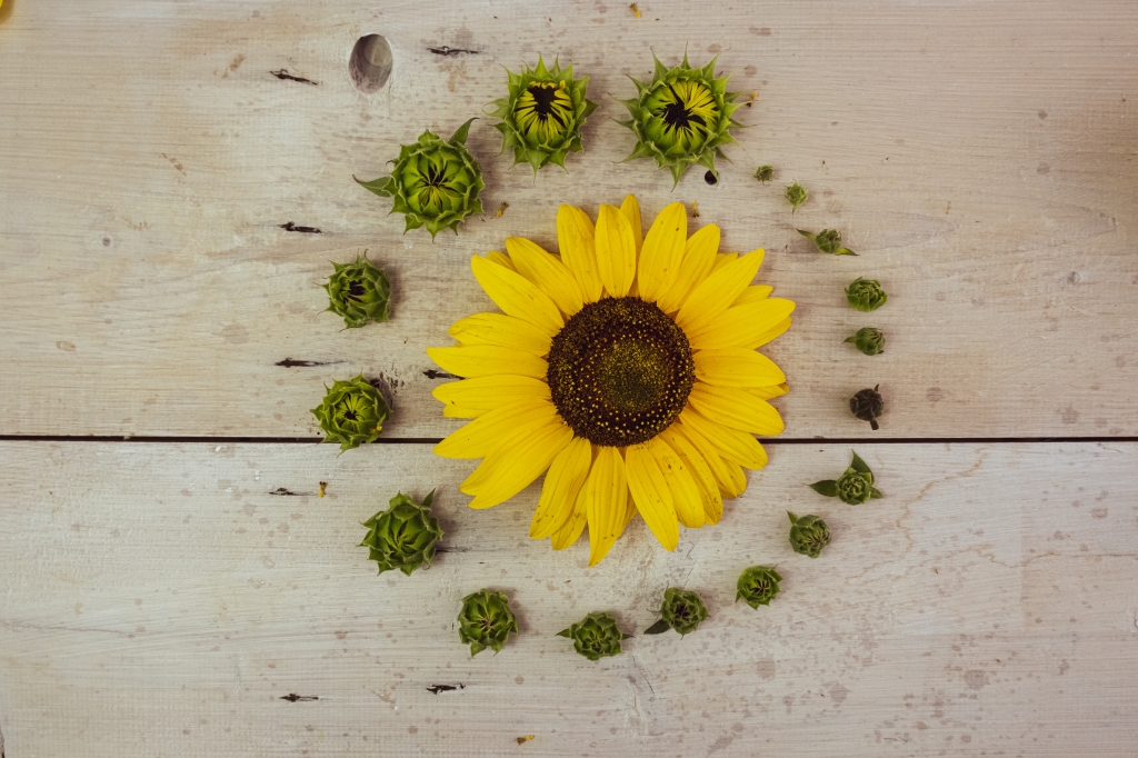 Girasole