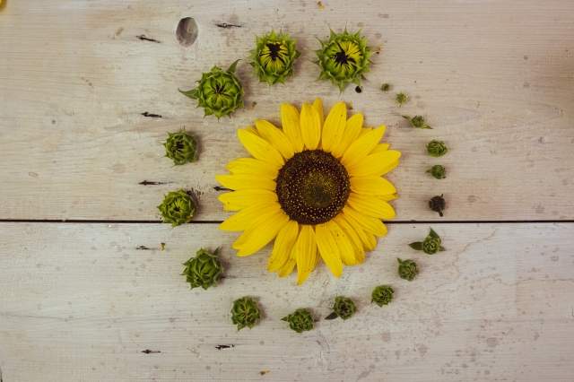 Girasole