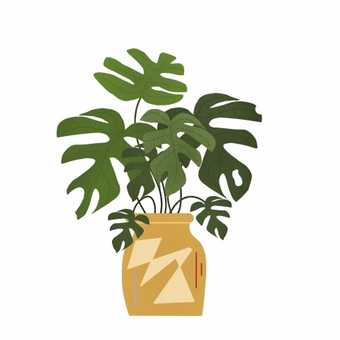 Monstera in vaso su sfondo bianco
