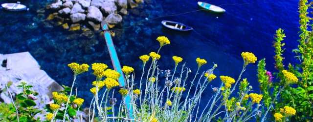 Mare Blue i fiore gialli