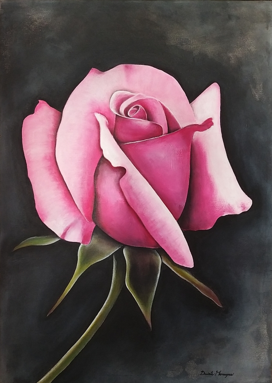 Rosa su sfondo grigio