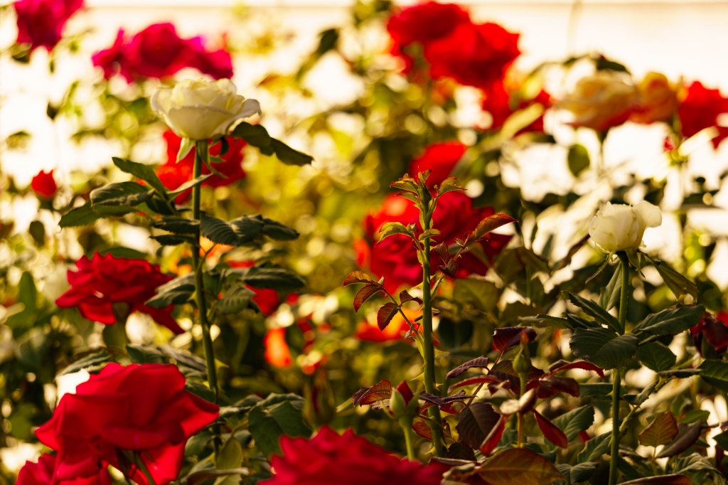 Rose di Riccardo Maffioli