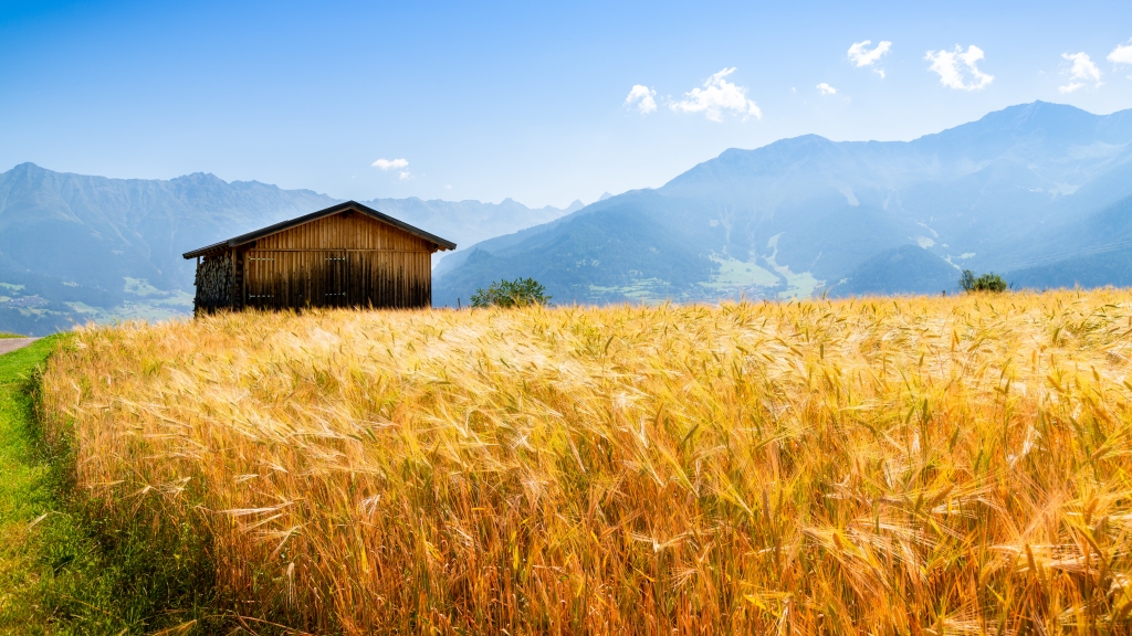 Frumento sulle alpi