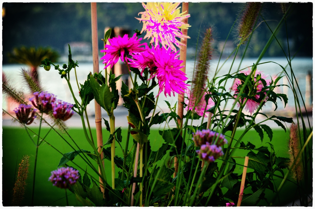 Fiori sul lago