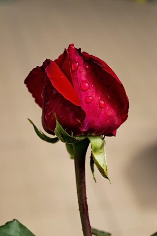ROSA DELLA PASSIONE