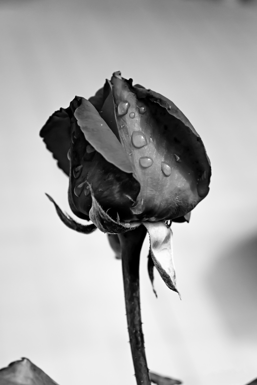 ROSA DELLA PASSIONE B&W