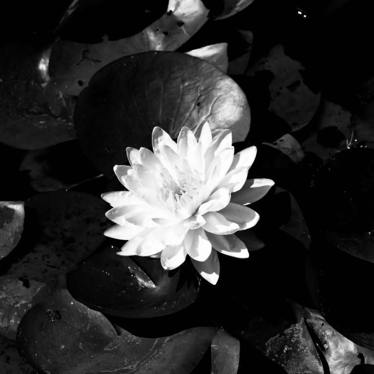 NINFEA B&W