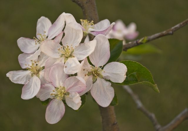 FIORI DI MELO