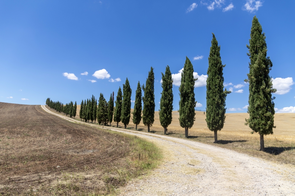 I cipressi della Val D Orcia
