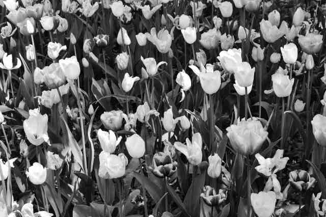 TULIPANI IN FIORE B&W