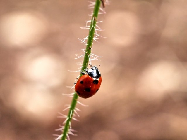 Lady Bug