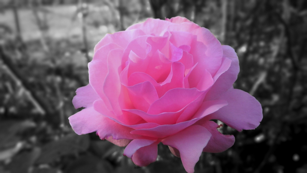 Rosa