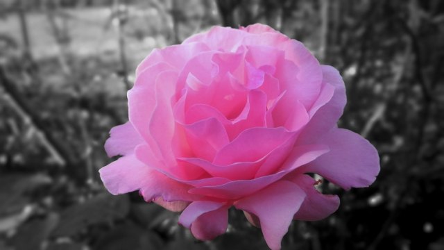 Rosa