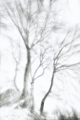 Alberi  nella nebbia