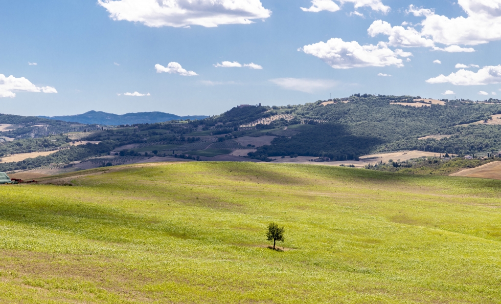 Albero nella campagna