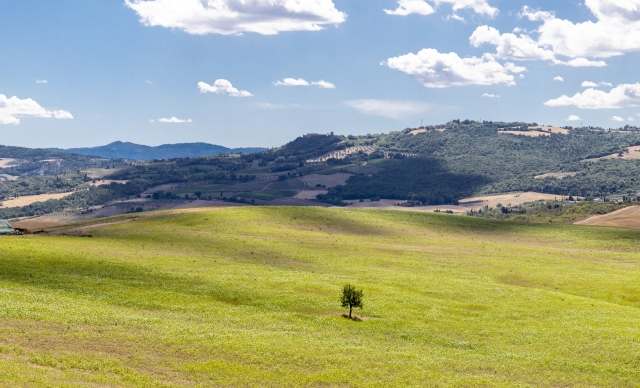 Albero nella campagna
