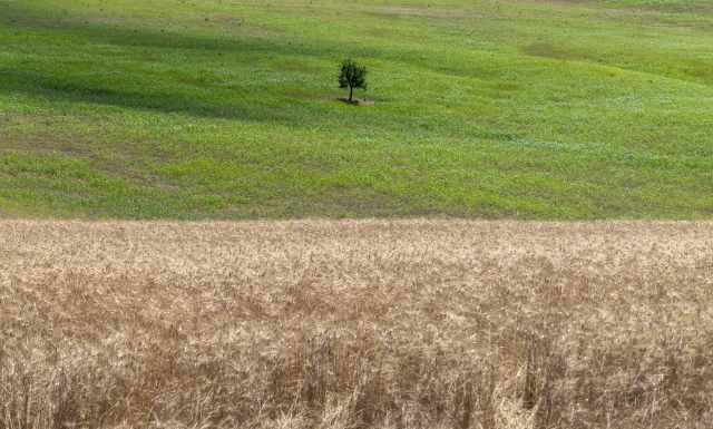 Albero in un campo